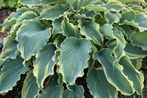 Voices in the Wind, Hosta